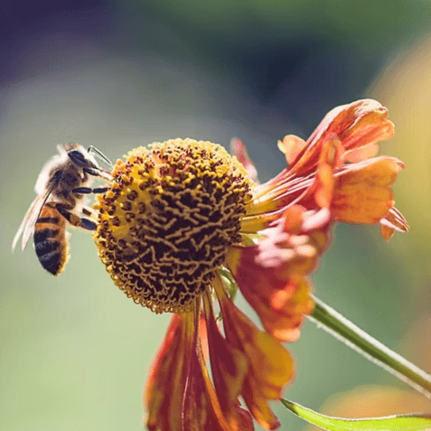 The Bee Well Collective at Hyssop & Honey Skin + Wellness Studio in San Diego, CA